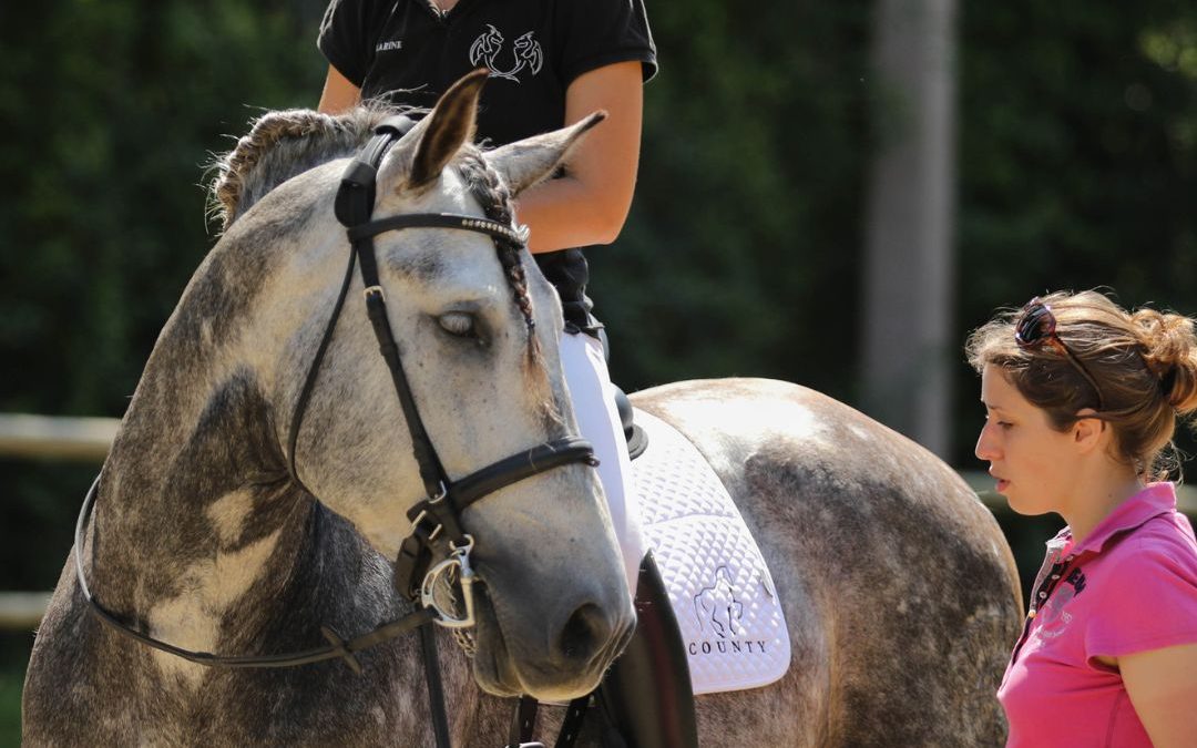 Formation saddle fitting en ligne : mieux comprendre votre selle avec les Fondamentaux d’Ergonomie Equestre