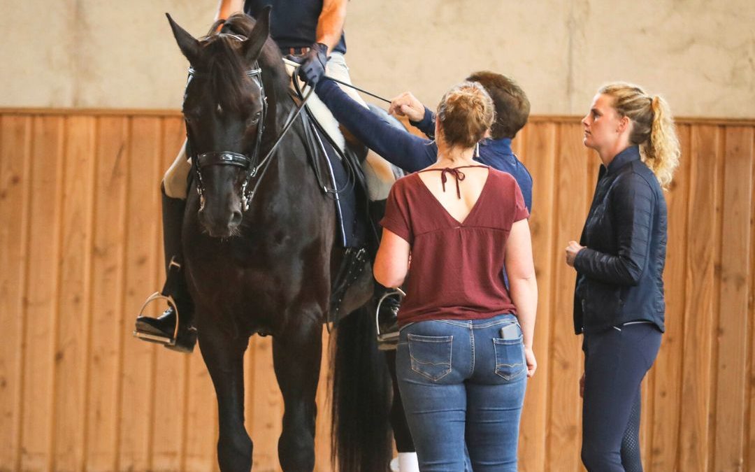 Candidatures formation 2027 : dates, dossier et sélection pour devenir saddle fitter & bit fitter