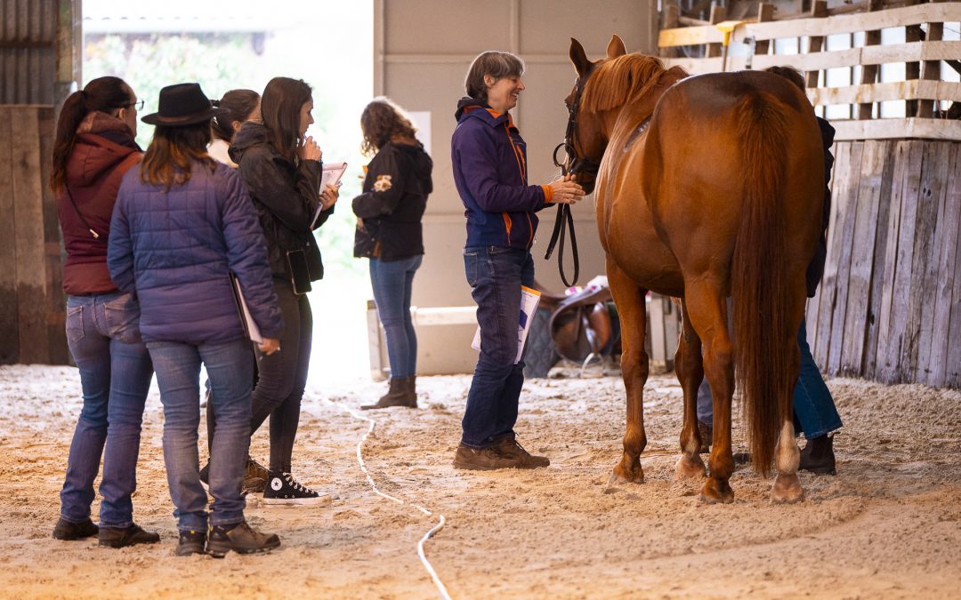 Formation continue Ergonomie Équestre : les stages pro à ne pas manquer