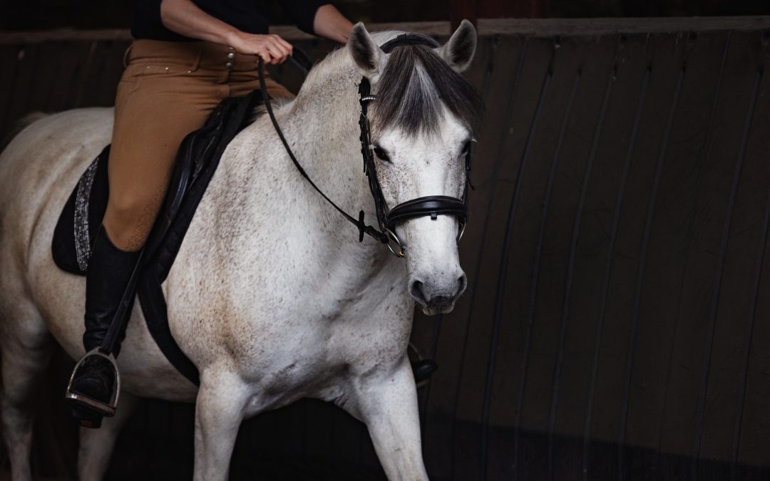 Quel est le rôle des muscles thoraciques et pectoraux du cheval de dressage au travail ?