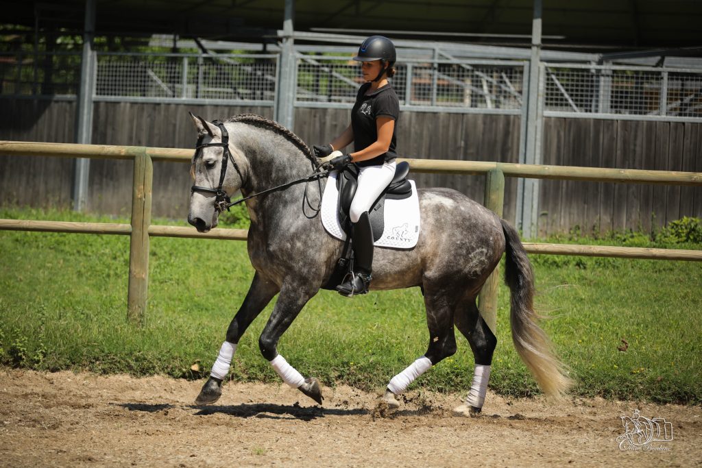 Le self carriage, notion importante de l'utilisation des muscles pectoraux et thoraciques dans le travail du cheval