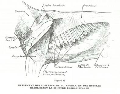 Planche anatomique des muscles de l'avant main, notamment les muscles thoraciques et pectoraux du cheval.