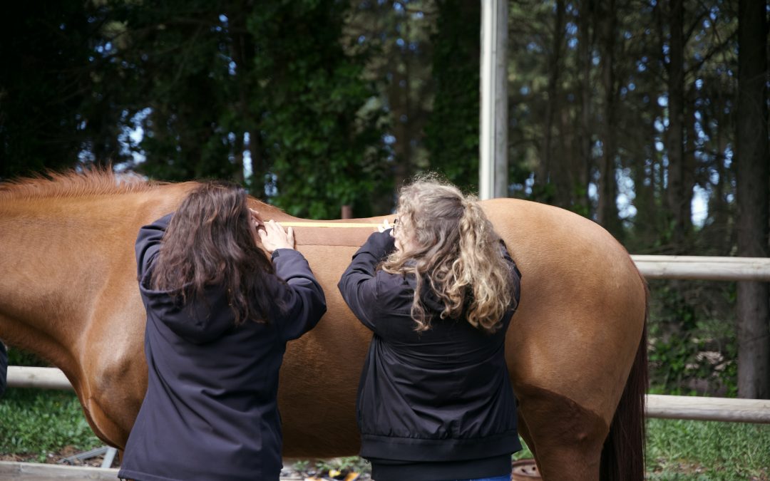 La selle sur mesure pour un cheval, qu'est ce que c'est ?