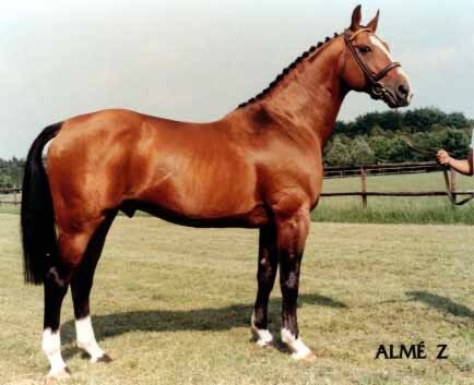 Almé, chef de race Selle Français