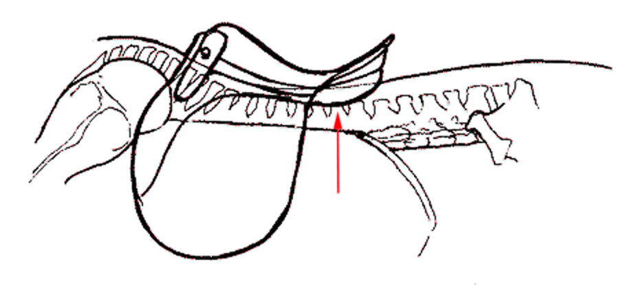 Une selle dont les matelassures ne sont pas adaptées n'ira pas sur un cheval à haut garrot.