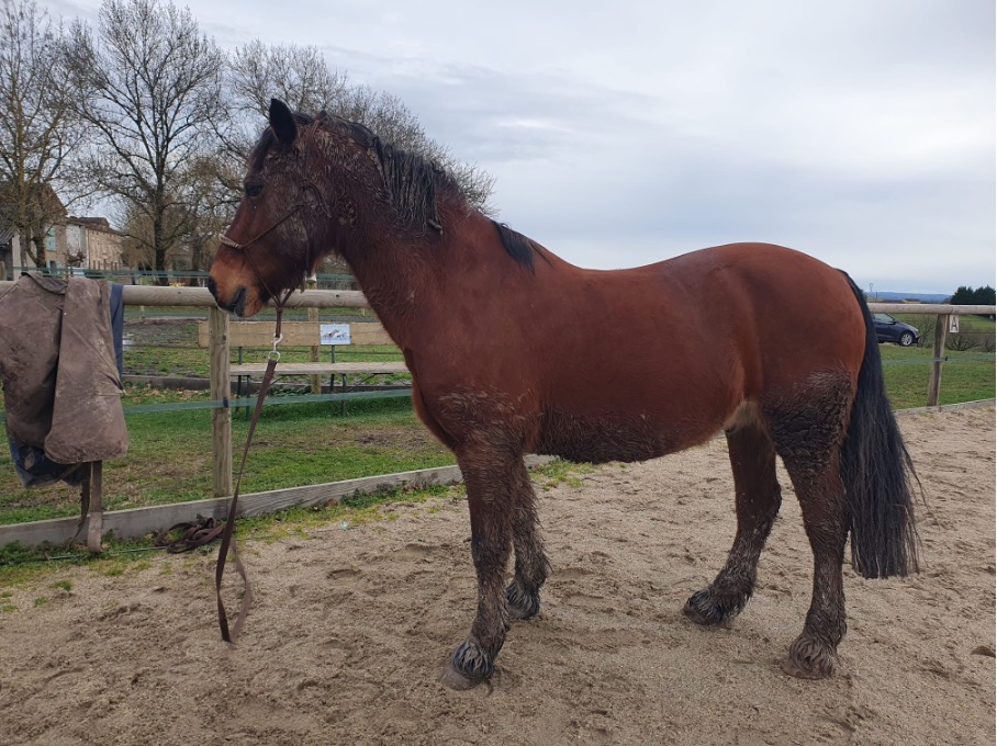 Cheval avec un dos en "baignoire"
