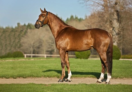 Don Juan de Hus, étalon reproducteur moderne