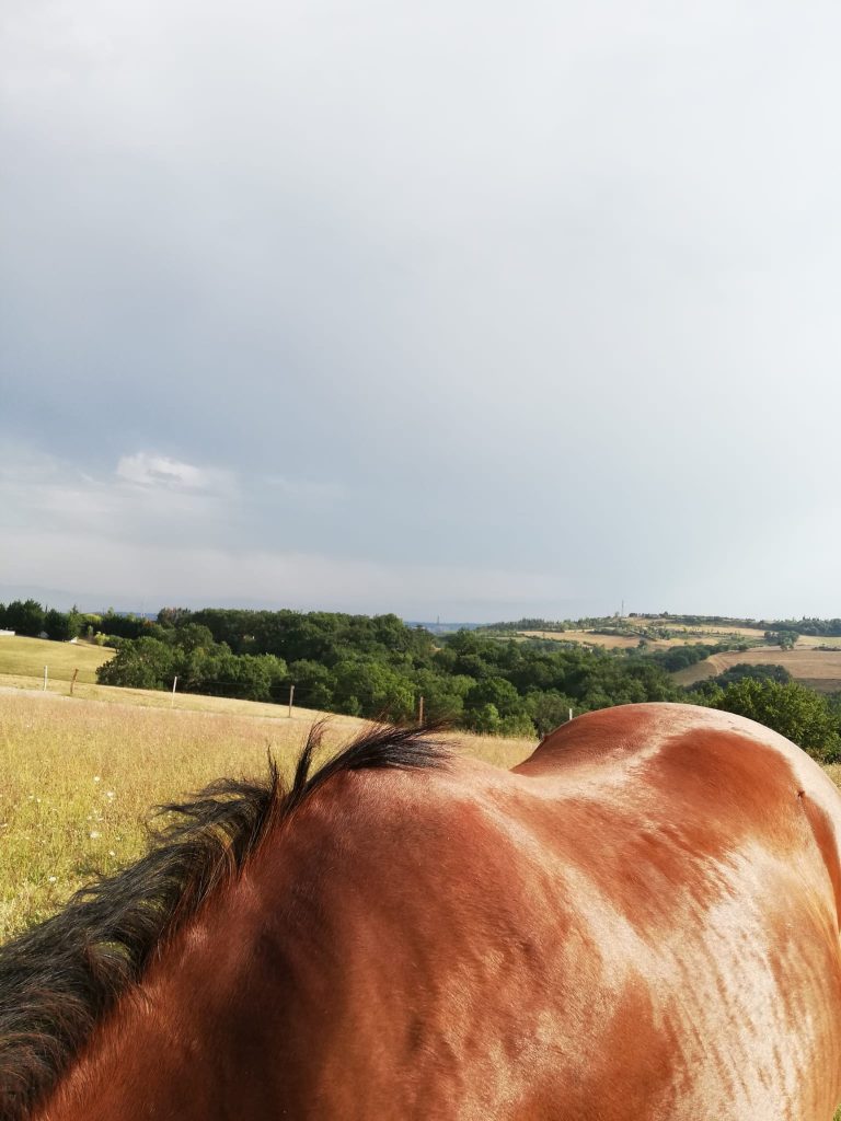 Billy, poney rond au dos pas facile à seller