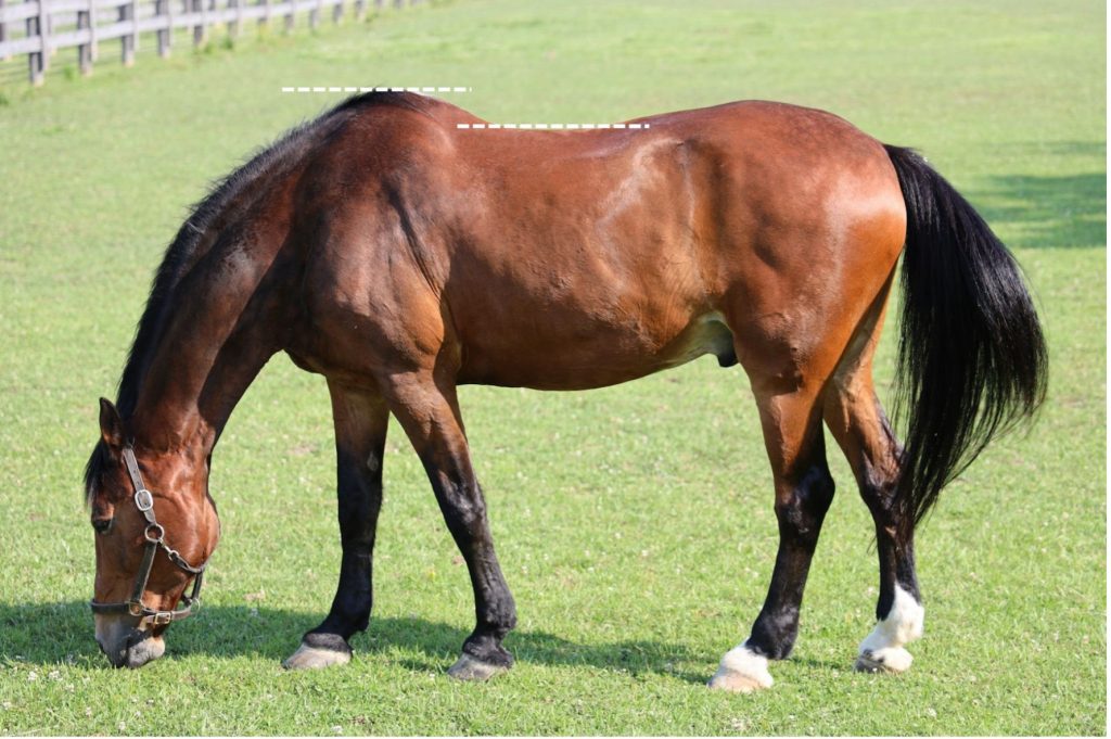 Différence de hauteur de garrot et de dos