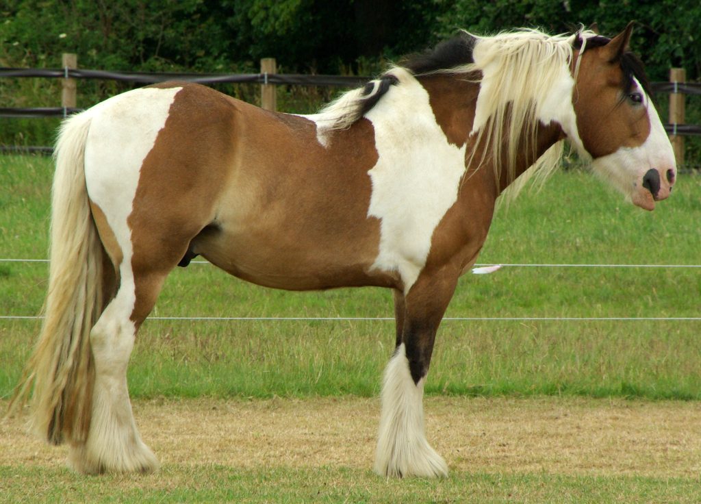 L'irish cob, "gros" cheval pas toujours facile à seller