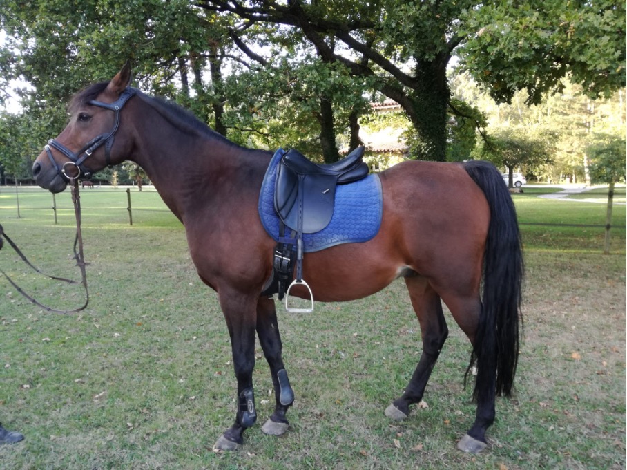 Selle sur mesure pour cheval au dos ensellé