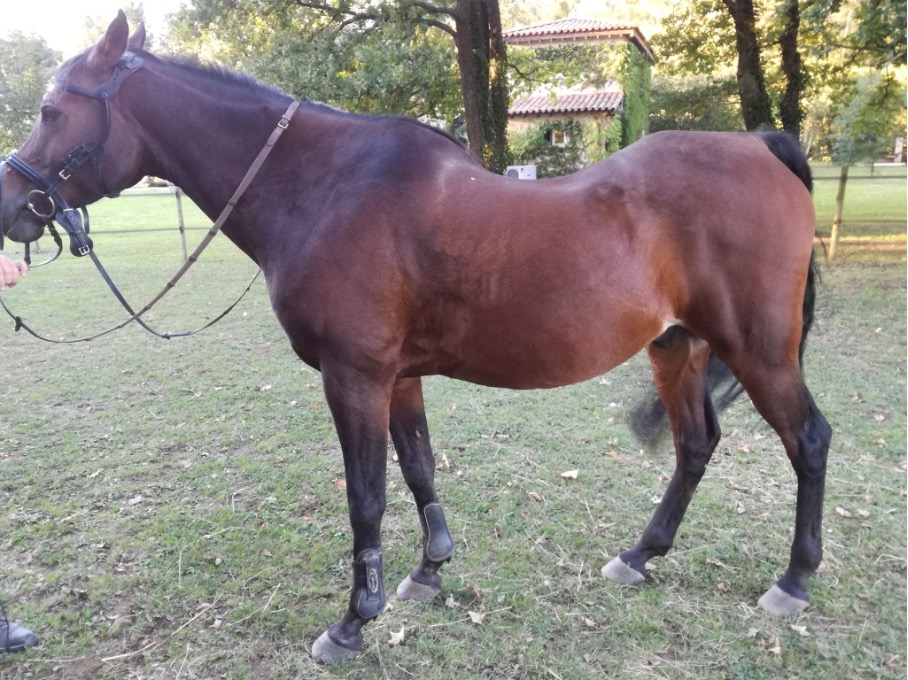Cheval au dos très ensellé