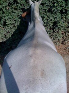 Dos de cheval en "tréteau"