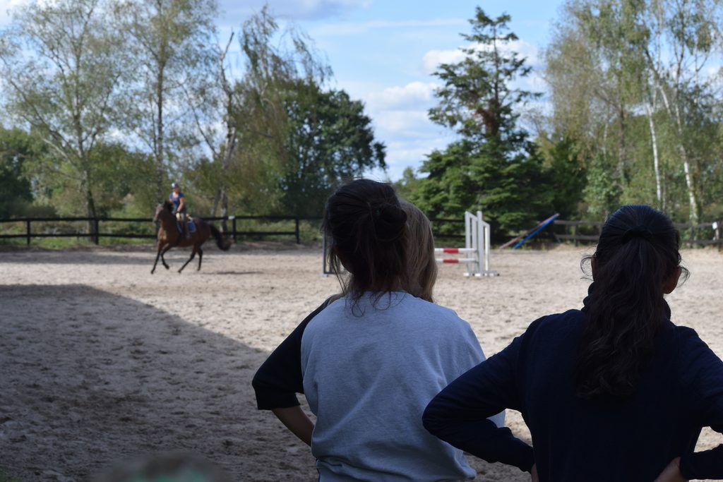 formation saddle fitting en ligne et formation professionnelle Ergonomie Equestre